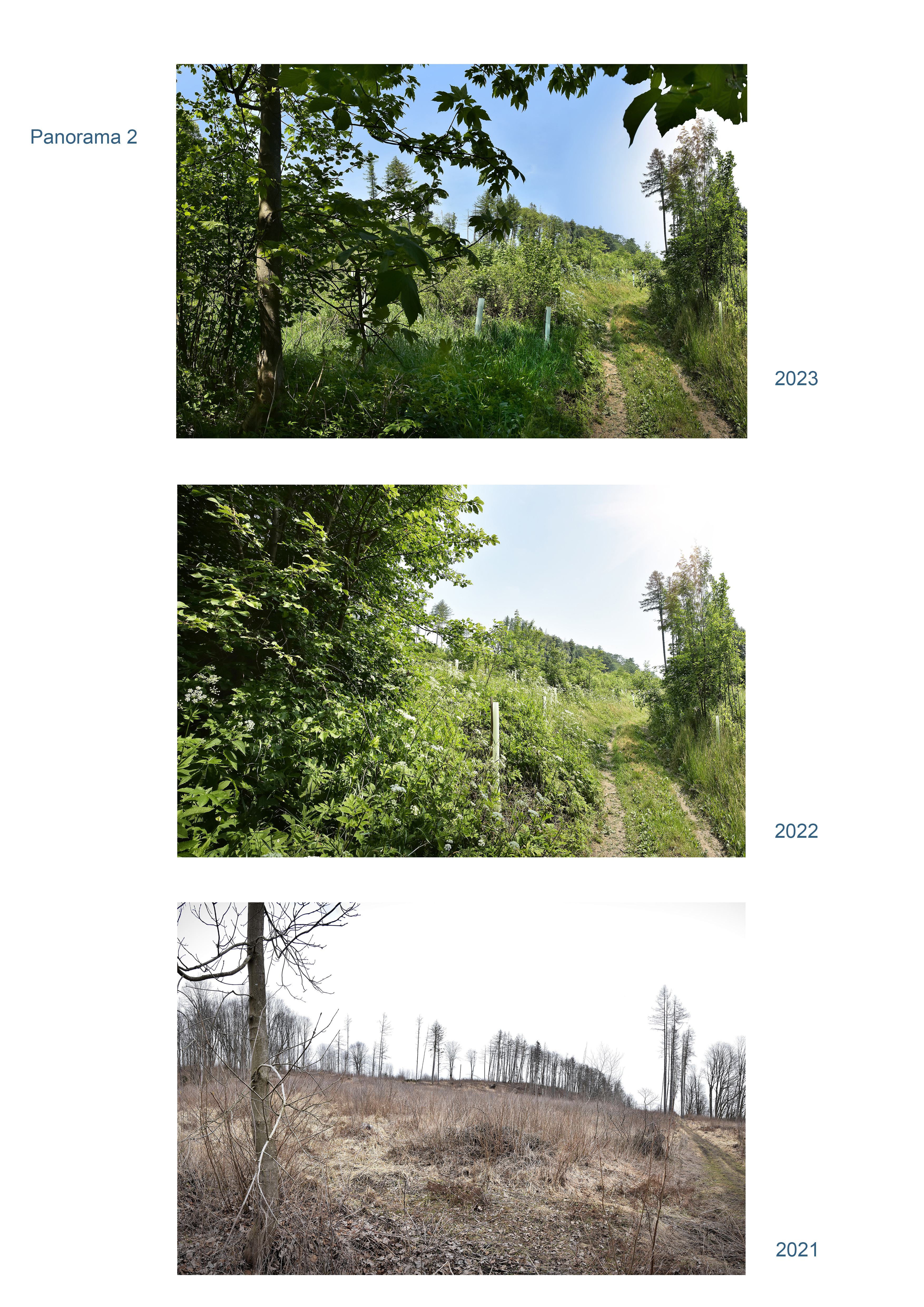 Náš obnovený les nedaleko Ondrášova se zelená! 